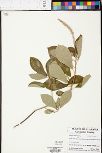 Clethra alnifolia image