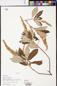 Clethra alnifolia image