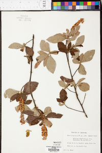 Clethra alnifolia image