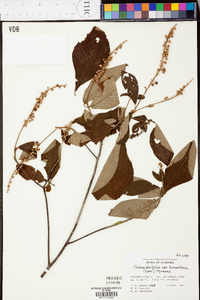 Clethra alnifolia image