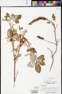 Clethra alnifolia image