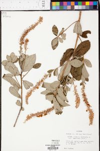 Clethra alnifolia image