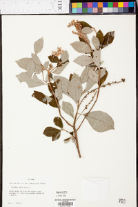 Clethra alnifolia image