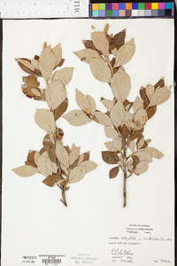 Clethra alnifolia image