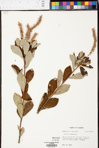 Clethra alnifolia image