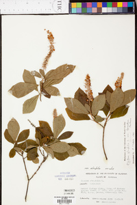 Clethra alnifolia image