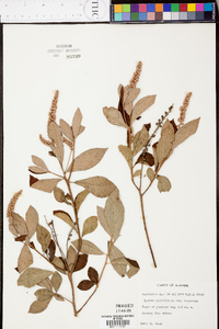 Clethra alnifolia image