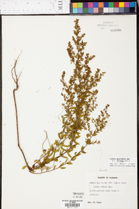 Lechea mucronata image