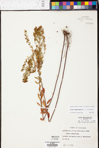 Lechea mucronata image