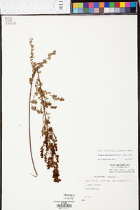 Lechea mucronata image