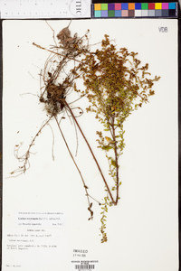 Lechea mucronata image