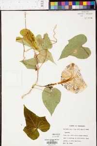 Ipomoea coccinea image