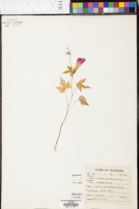 Ipomoea hederacea image