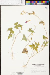 Ipomoea hederacea image