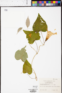 Ipomoea lacunosa image