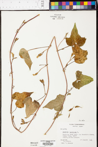 Ipomoea lacunosa image