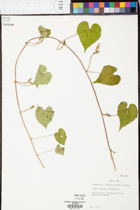 Ipomoea lacunosa image