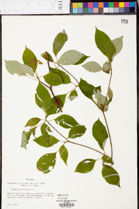 Cornus alternifolia image