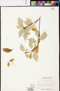 Cornus alternifolia image