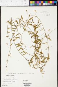 Stylisma patens subsp. angustifolia image