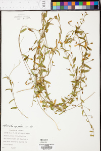 Stylisma patens subsp. patens image