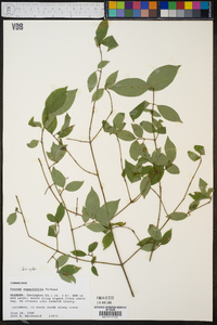 Cornus asperifolia image