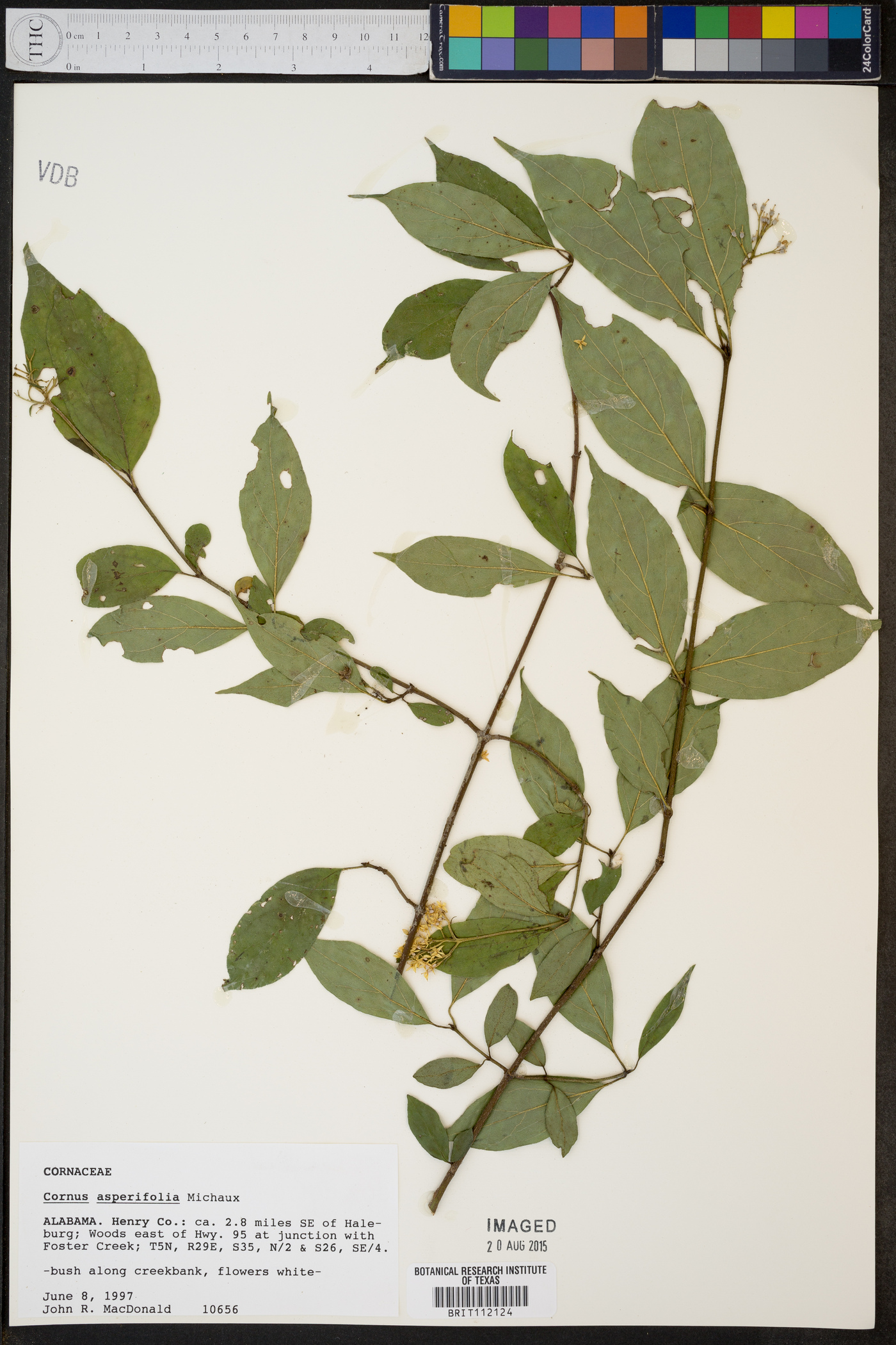 Cornus asperifolia image