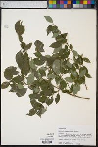 Cornus asperifolia image
