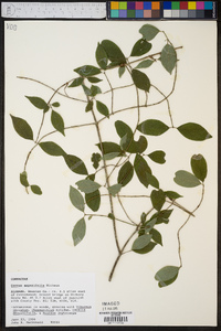 Cornus asperifolia image