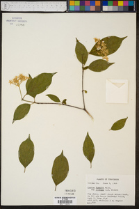 Cornus foemina image