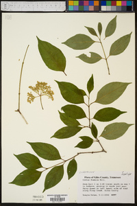 Cornus foemina image