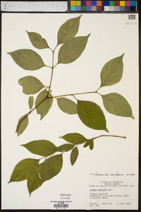 Cornus foemina image