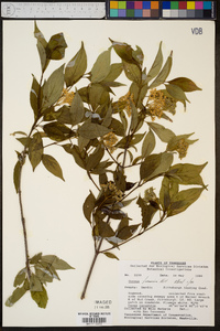 Cornus foemina image