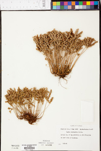 Sedum pulchellum image