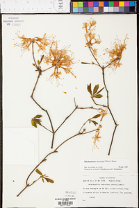 Rhododendron canescens image