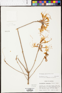 Rhododendron canescens image