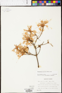 Rhododendron canescens image