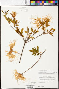 Rhododendron canescens image