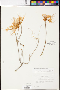 Rhododendron canescens image