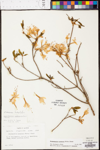 Rhododendron canescens image