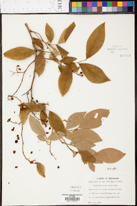 Vaccinium arkansanum image