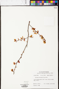 Vaccinium atrococcum image