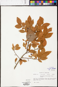 Vaccinium atrococcum image