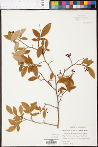 Vaccinium atrococcum image