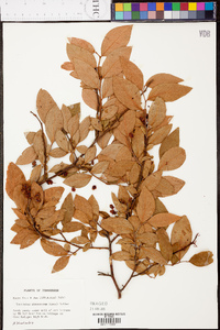 Vaccinium atrococcum image