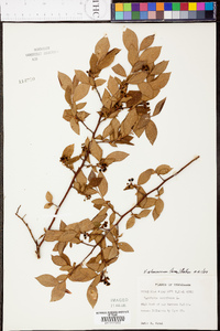 Vaccinium atrococcum image