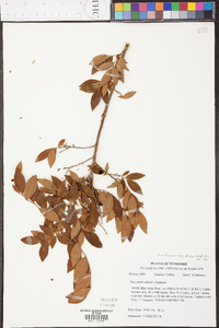 Vaccinium atrococcum image