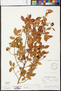 Vaccinium simulatum image