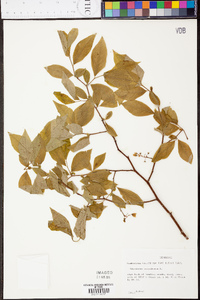 Vaccinium simulatum image