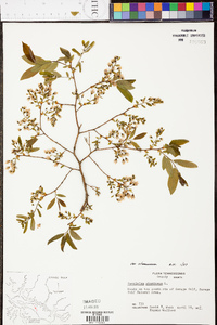 Vaccinium stamineum var. stamineum image